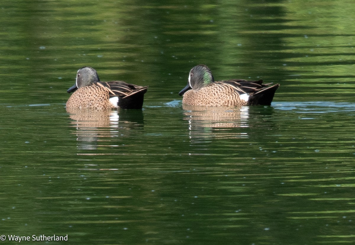 Blue-winged Teal - ML615657910