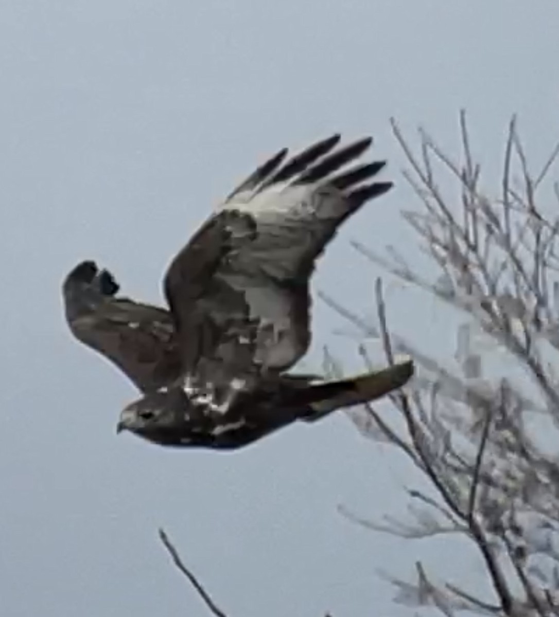 Red-tailed Hawk (Harlan's) - ML615657931
