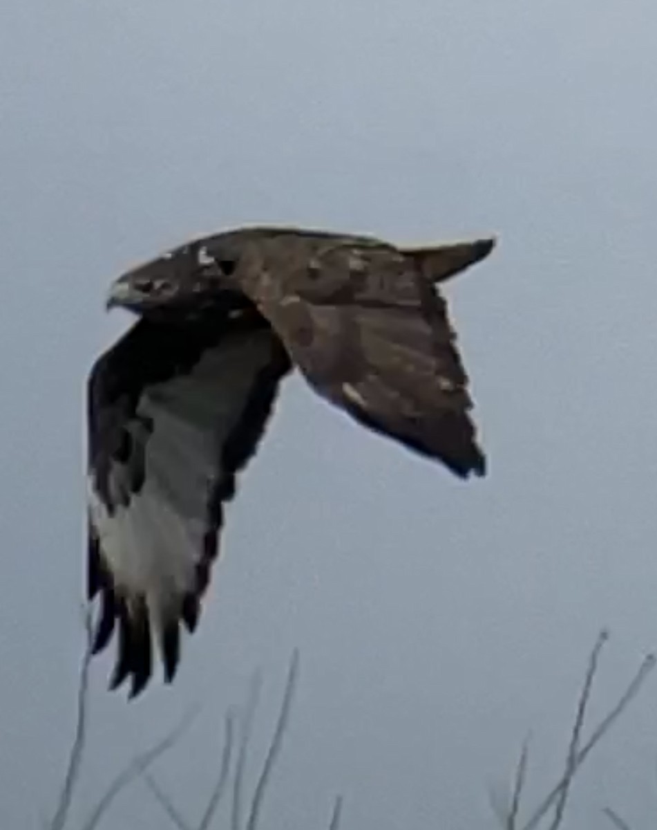 Red-tailed Hawk (Harlan's) - ML615657933
