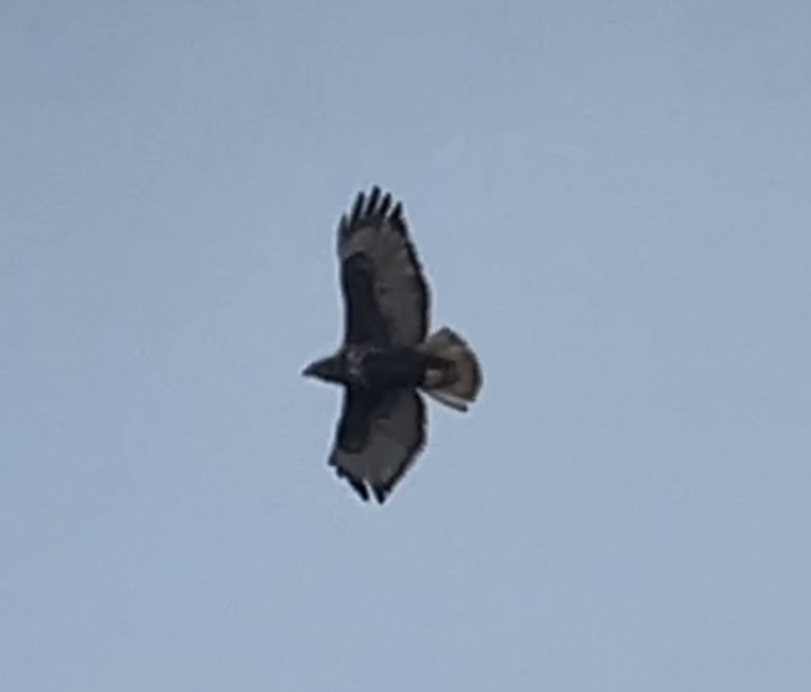 Red-tailed Hawk (Harlan's) - ML615657937