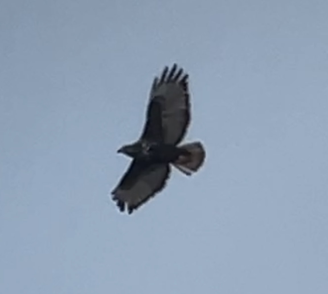 Red-tailed Hawk (Harlan's) - ML615657940
