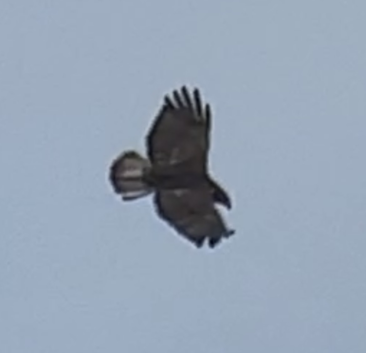 Red-tailed Hawk (Harlan's) - ML615657941