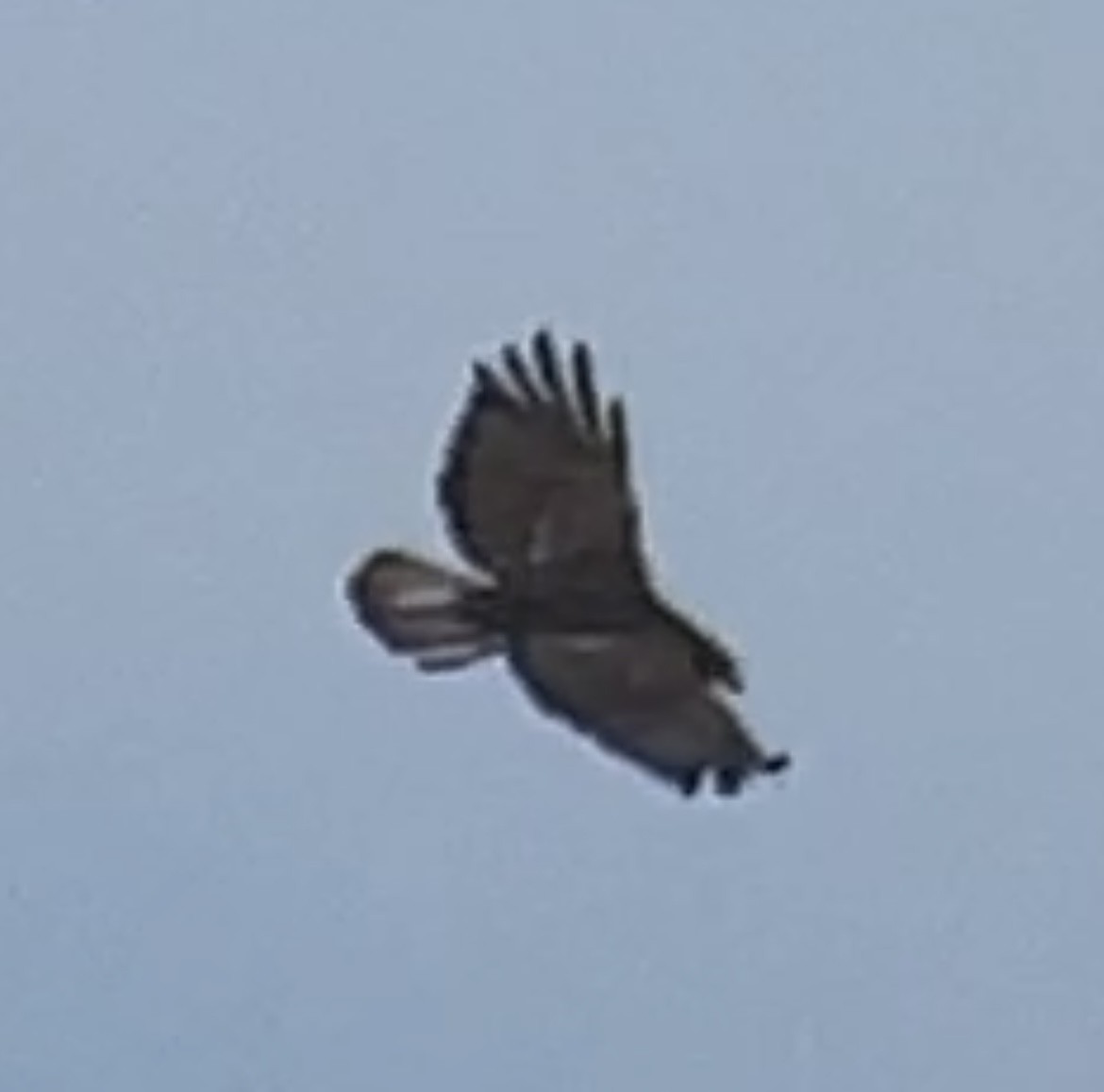Red-tailed Hawk (Harlan's) - ML615657943