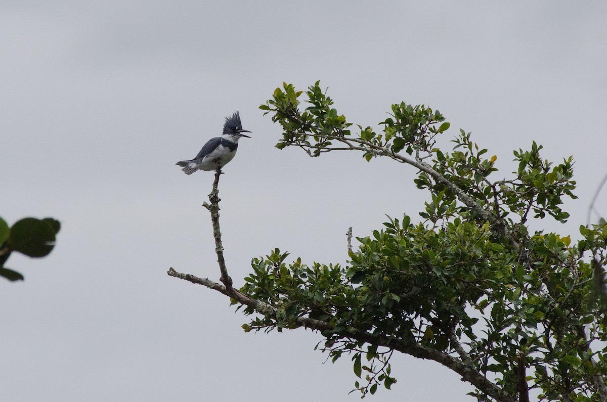 Belted Kingfisher - ML615658210