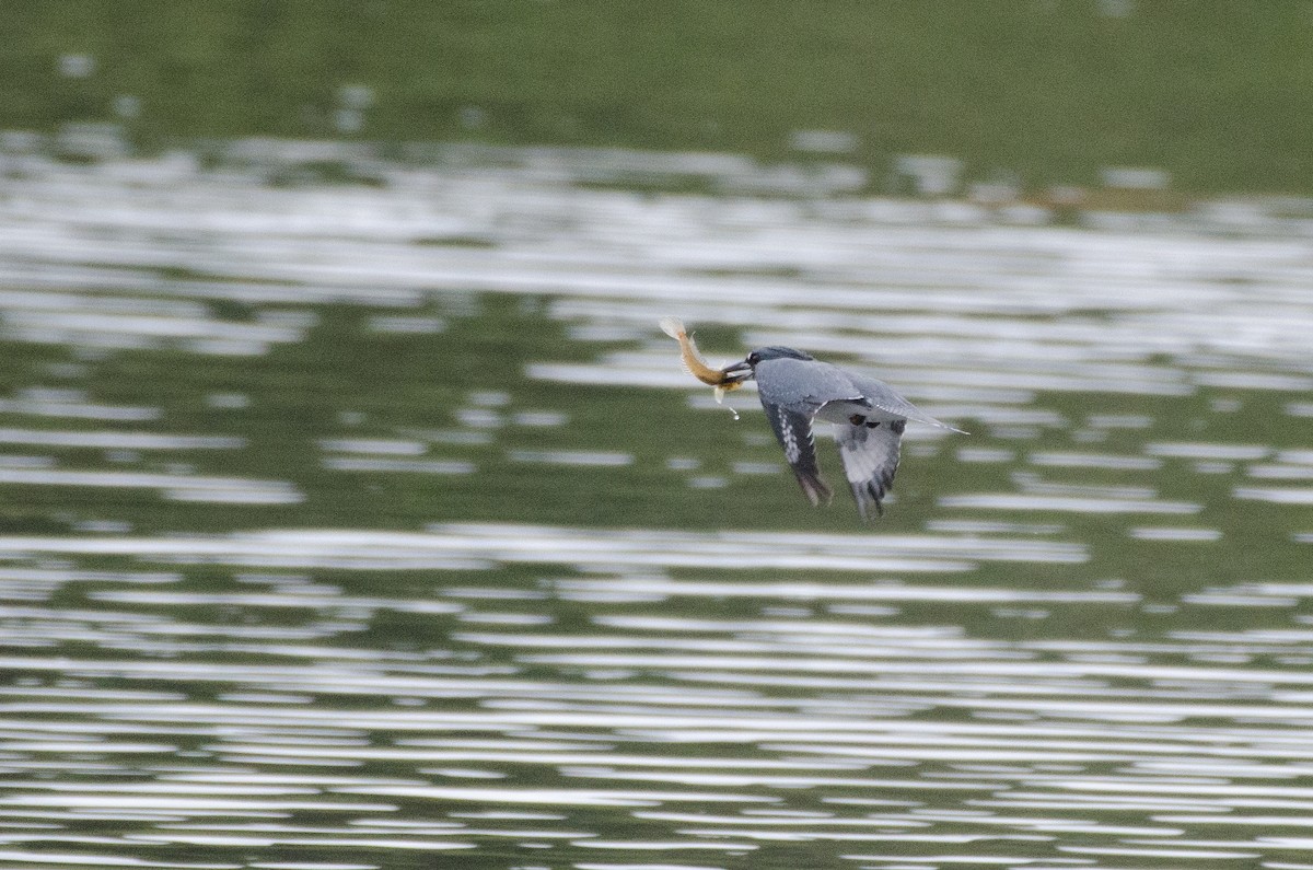 Belted Kingfisher - ML615658211