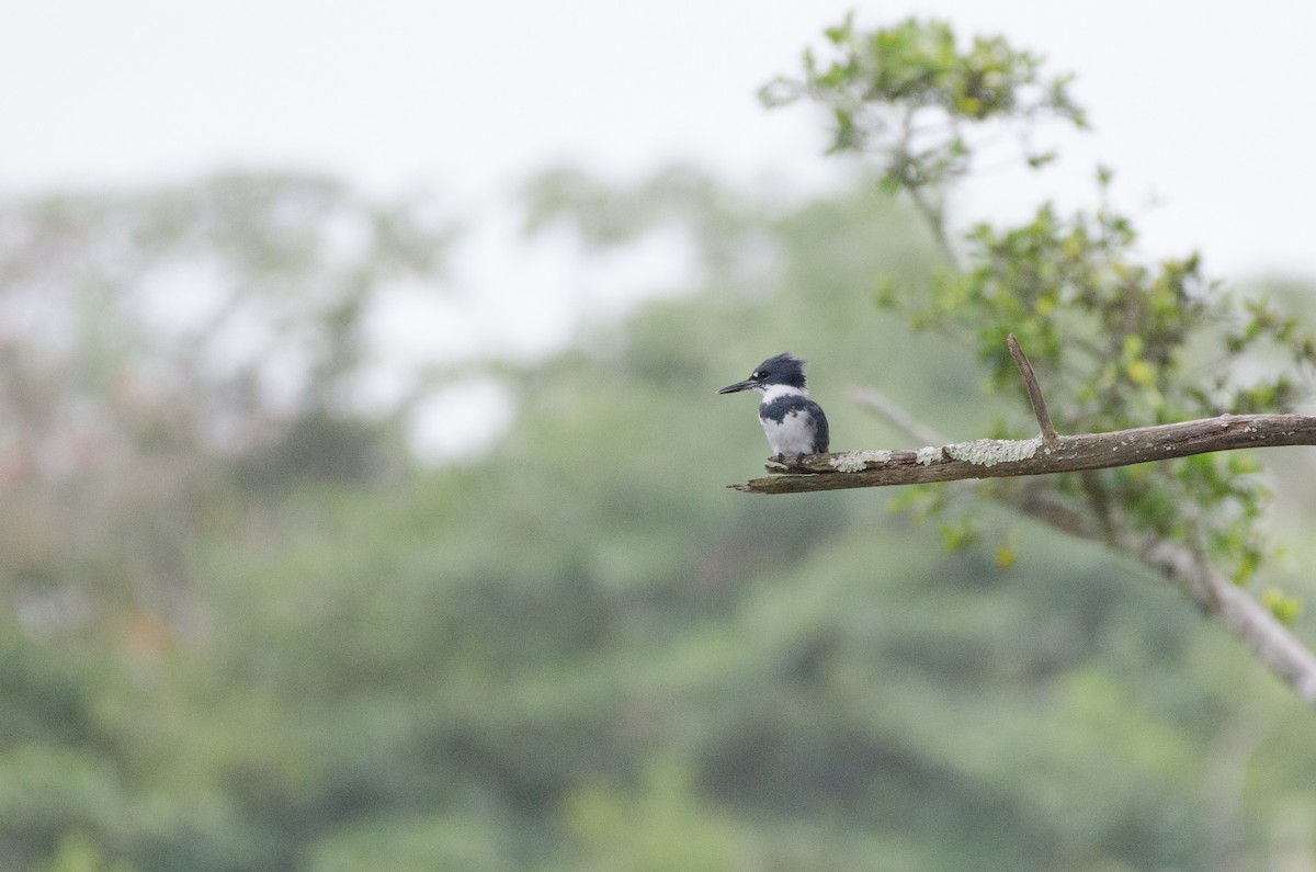Belted Kingfisher - ML615658214