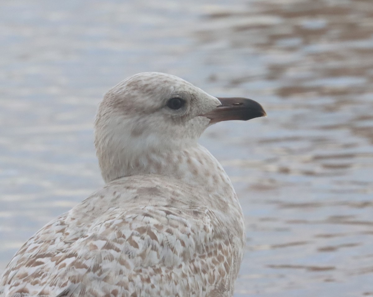 Iceland Gull (Thayer's) - ML615658473