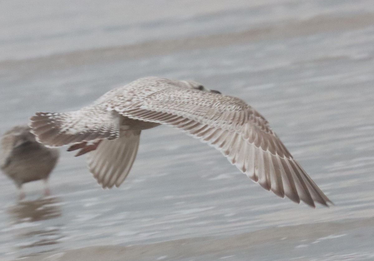Iceland Gull (Thayer's) - Michael Brothers