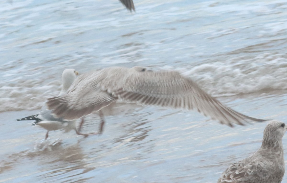 Iceland Gull (Thayer's) - Michael Brothers