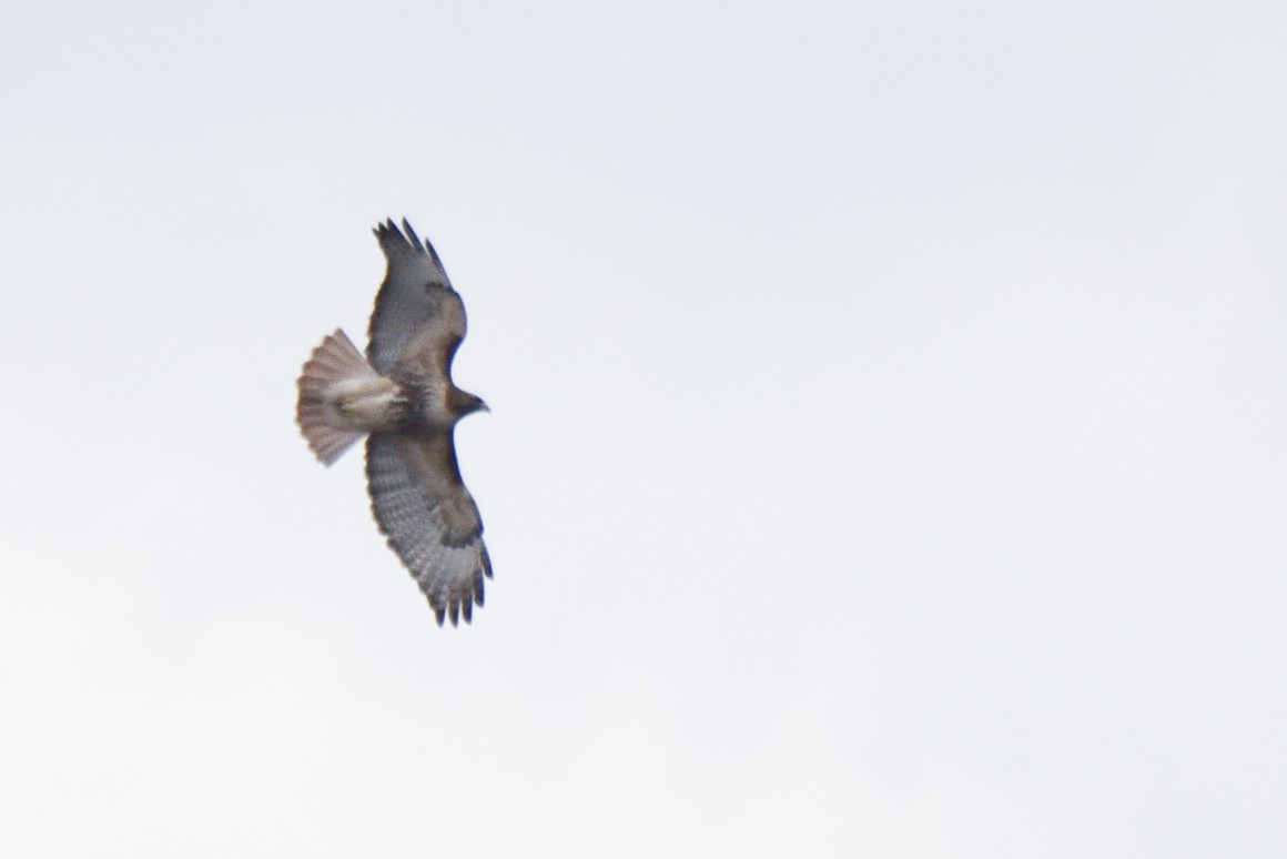 Red-tailed Hawk (abieticola) - Aidan Place