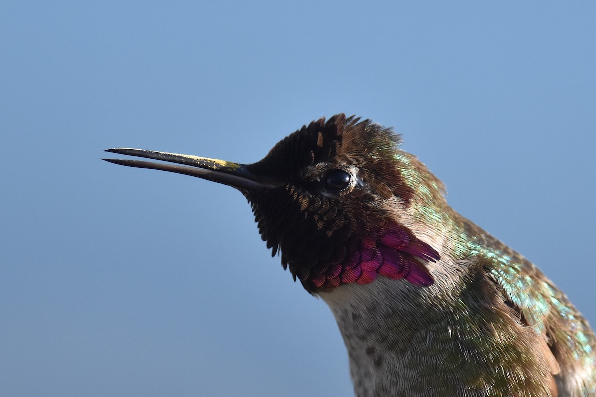 Anna's Hummingbird - ML615658767