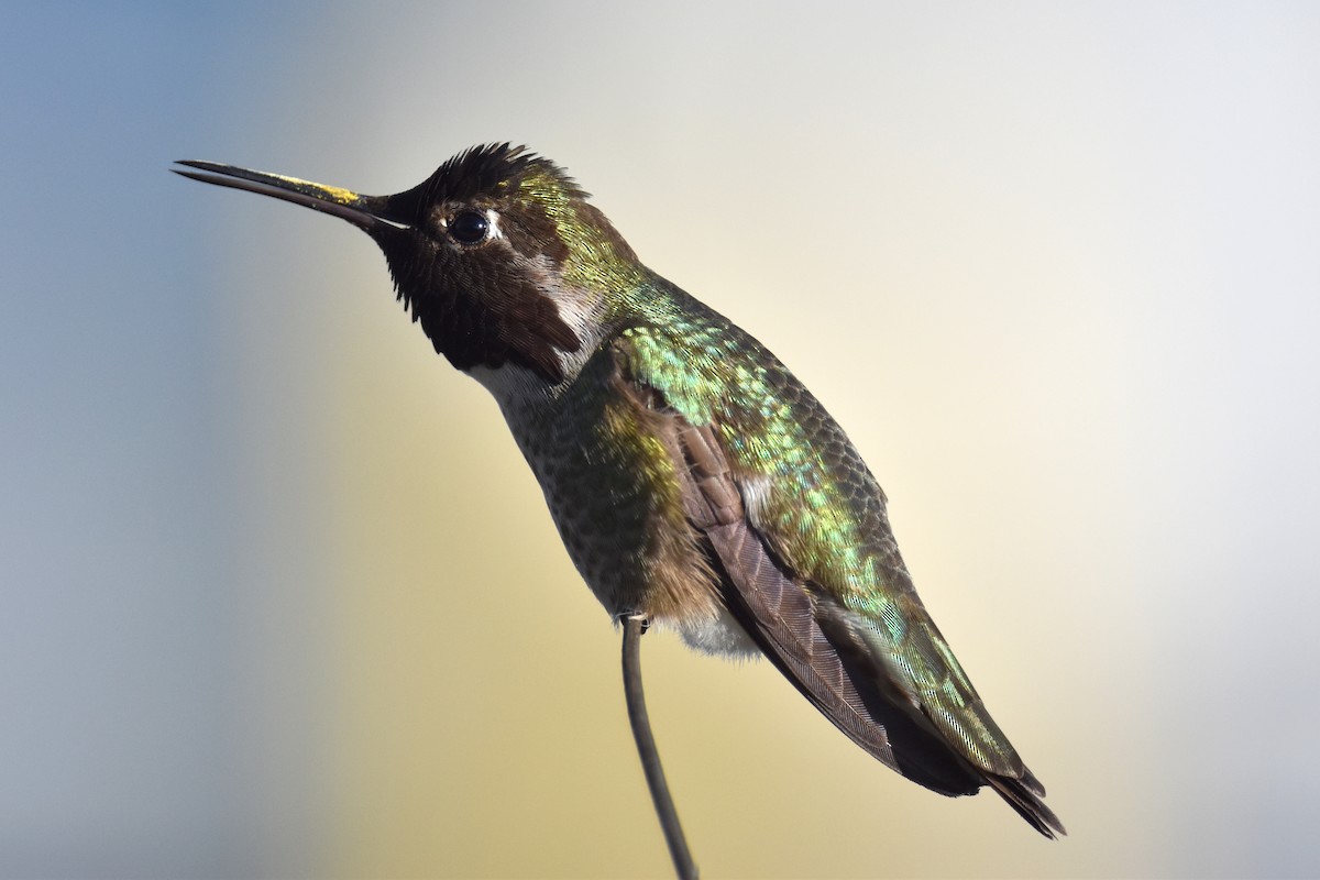 Anna's Hummingbird - ML615658768