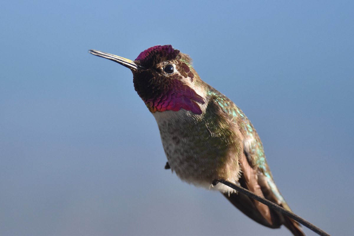Anna's Hummingbird - ML615658769