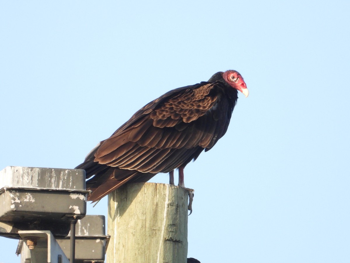 Turkey Vulture - Rosemary Seidler