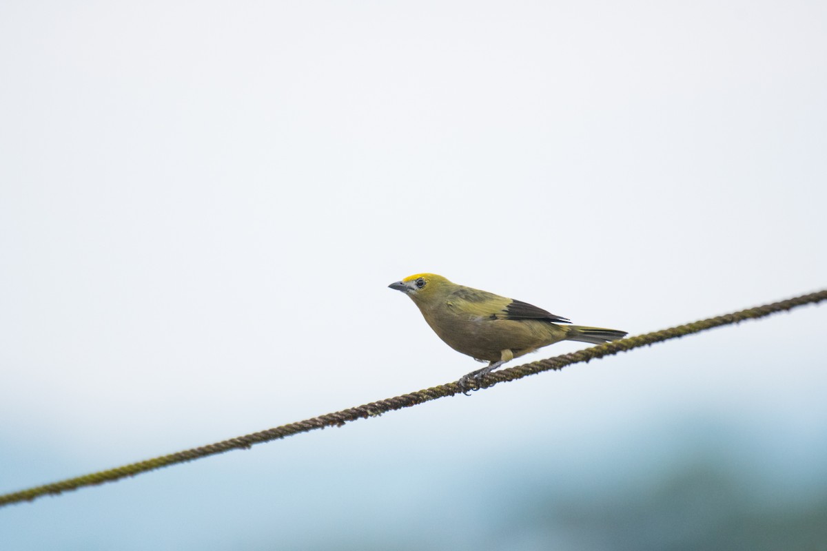 Palm Tanager - ML615659077