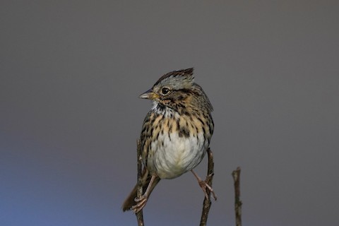 Santa Cruz CA US eBird