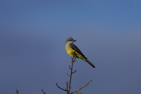 Santa Cruz CA US eBird