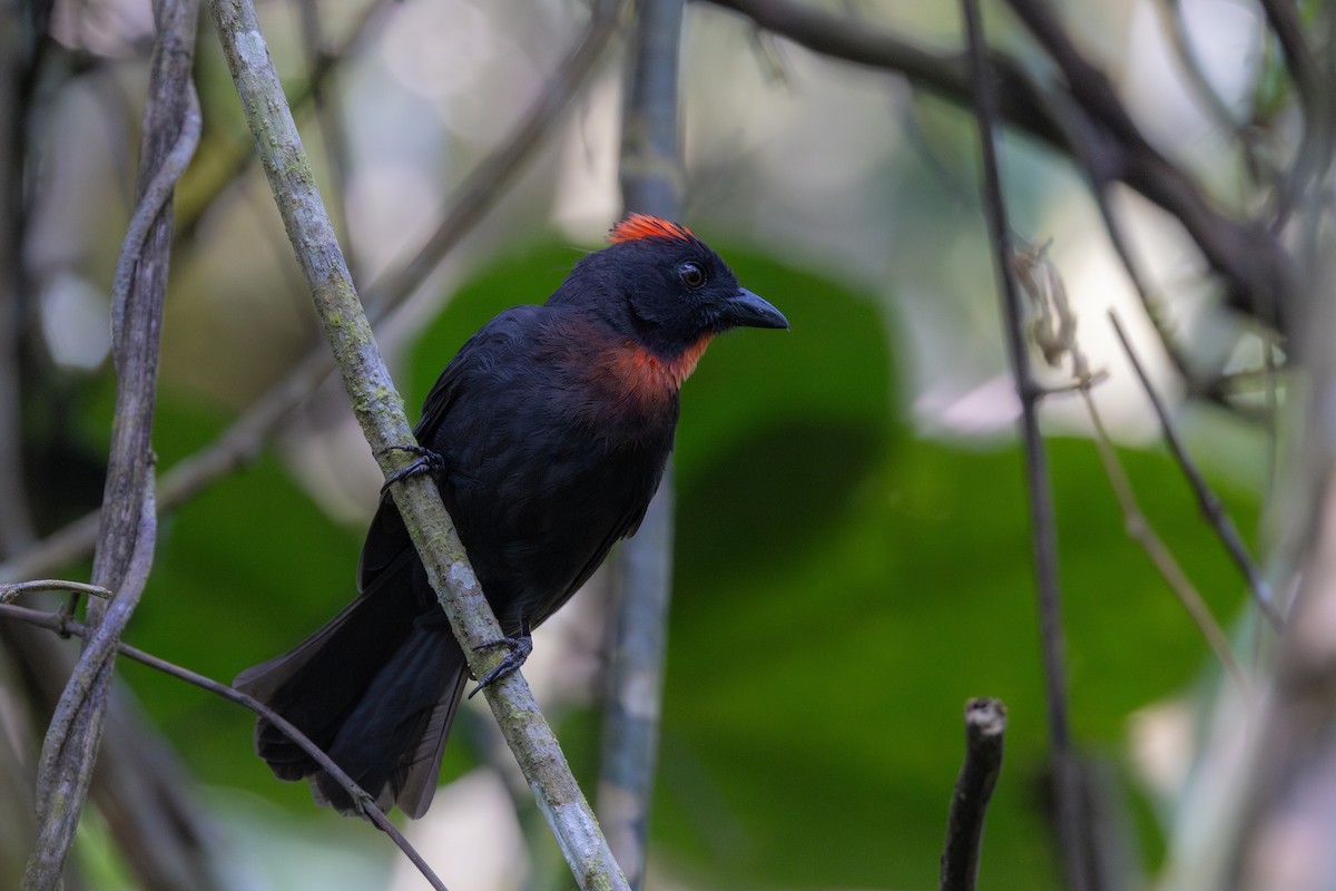 Sooty Ant-Tanager - ML615659255
