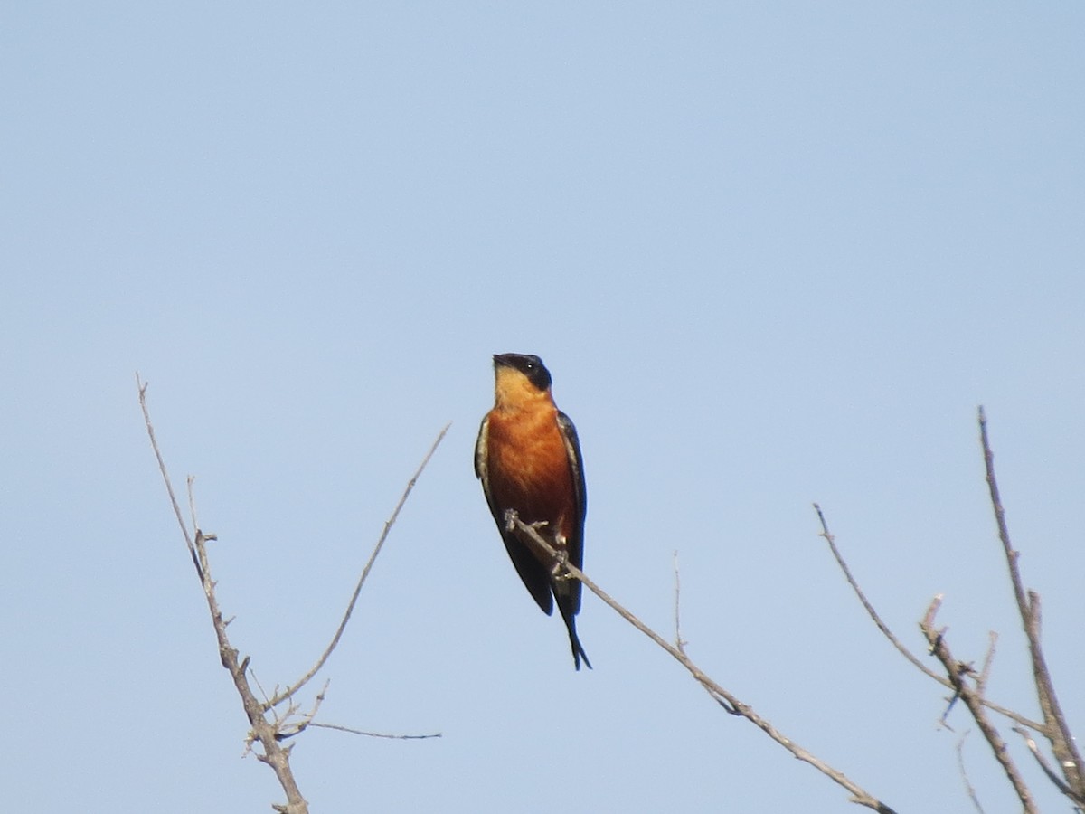 Rufous-chested Swallow - Bob Hargis