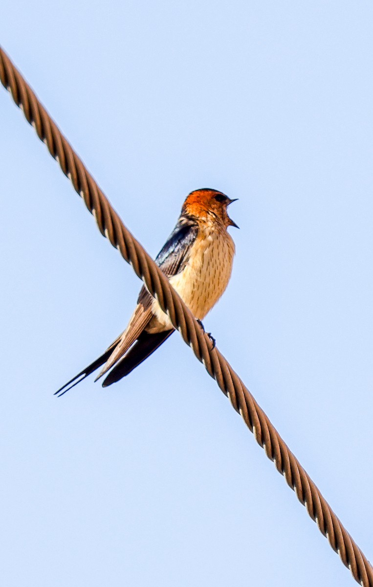 Red-rumped Swallow - ML615659385
