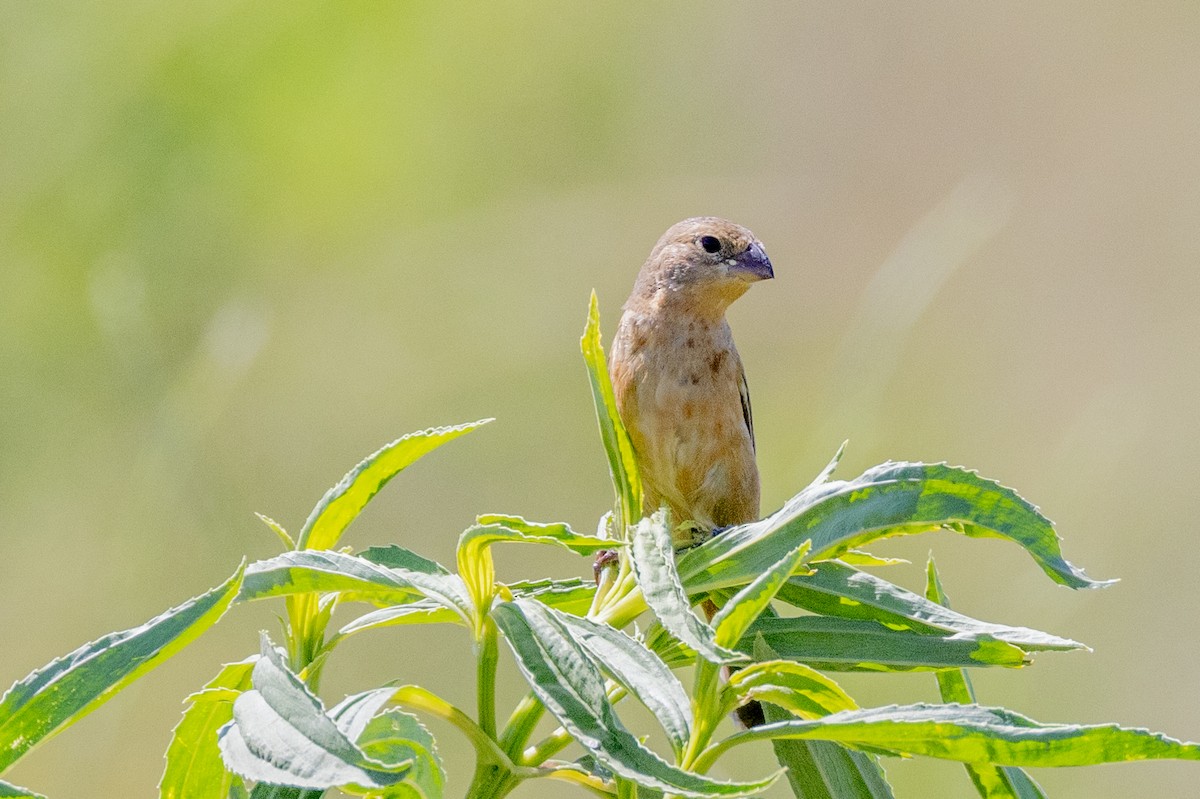 Tawny-bellied Seedeater - ML615659433