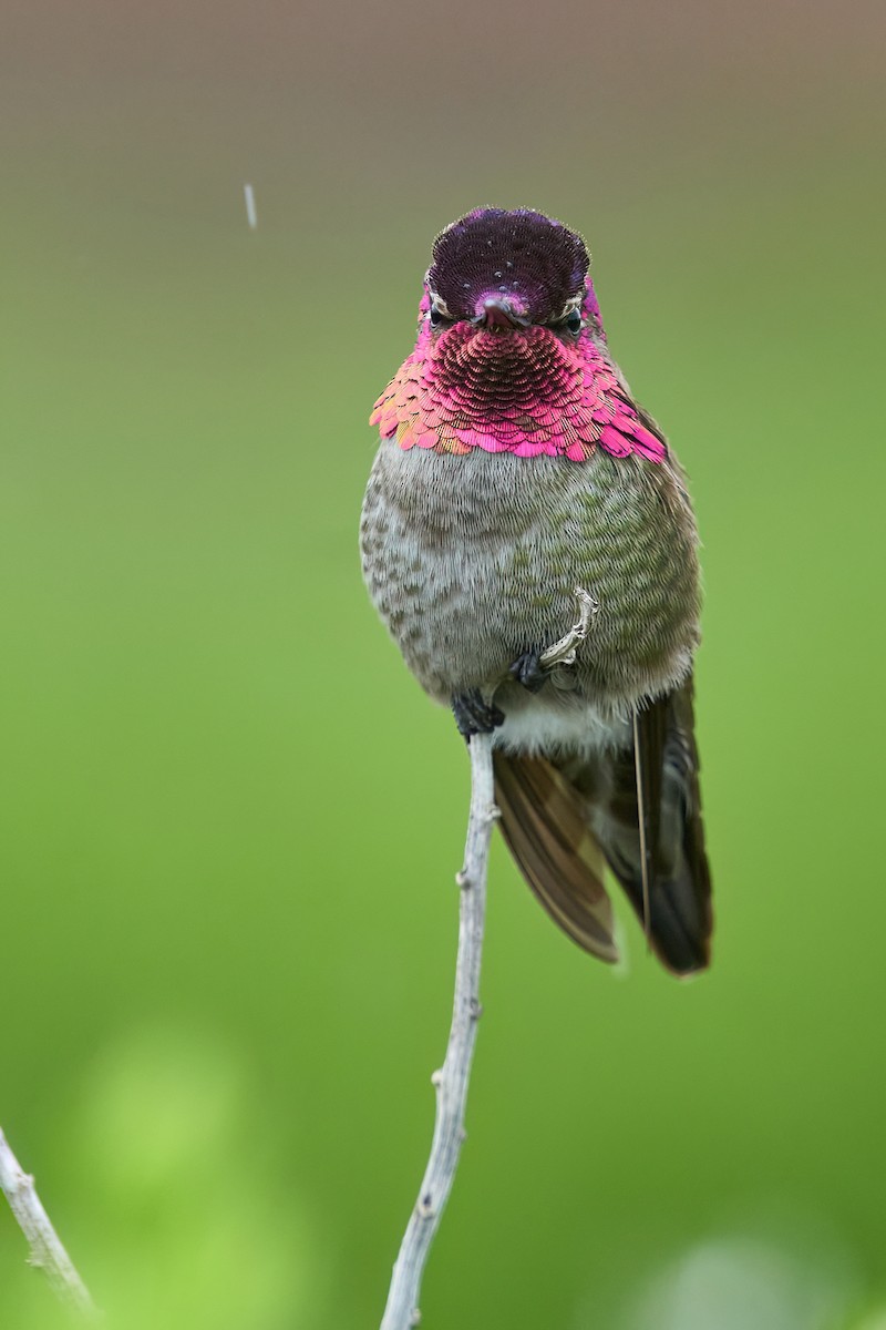 Anna's Hummingbird - ML615659462