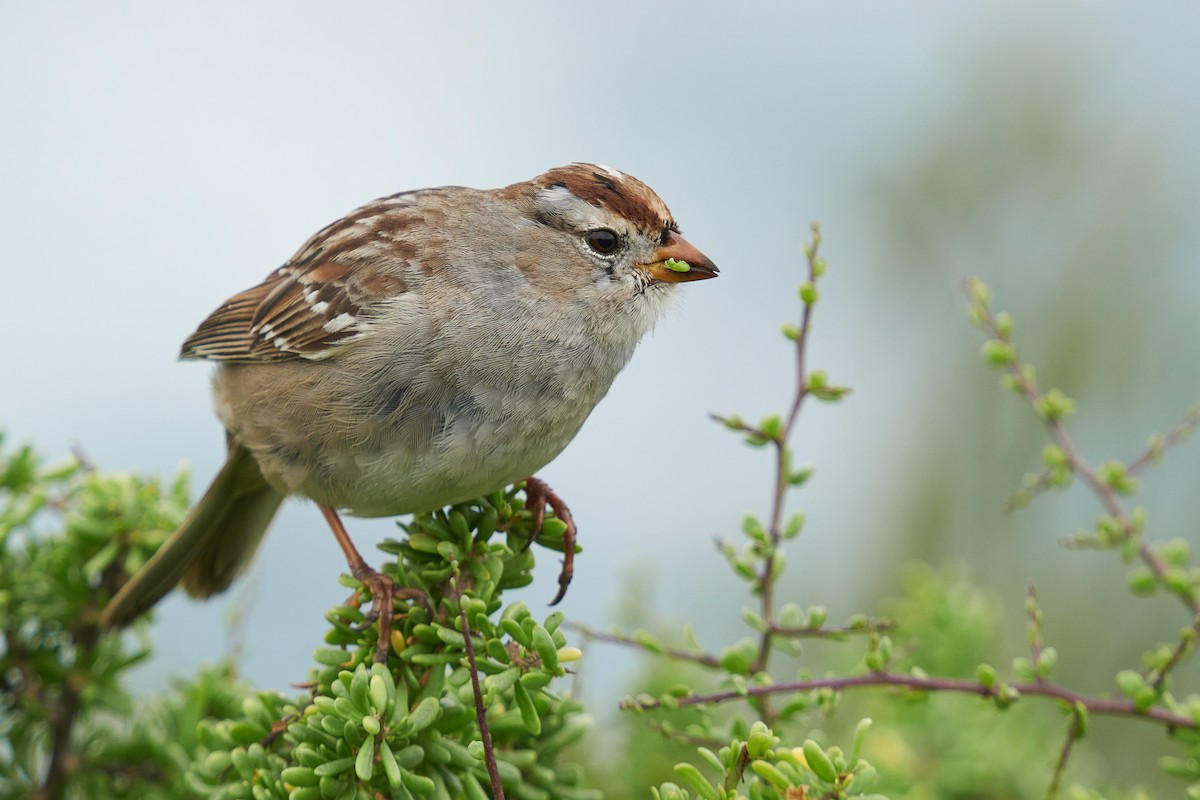 White-crowned Sparrow - ML615659475