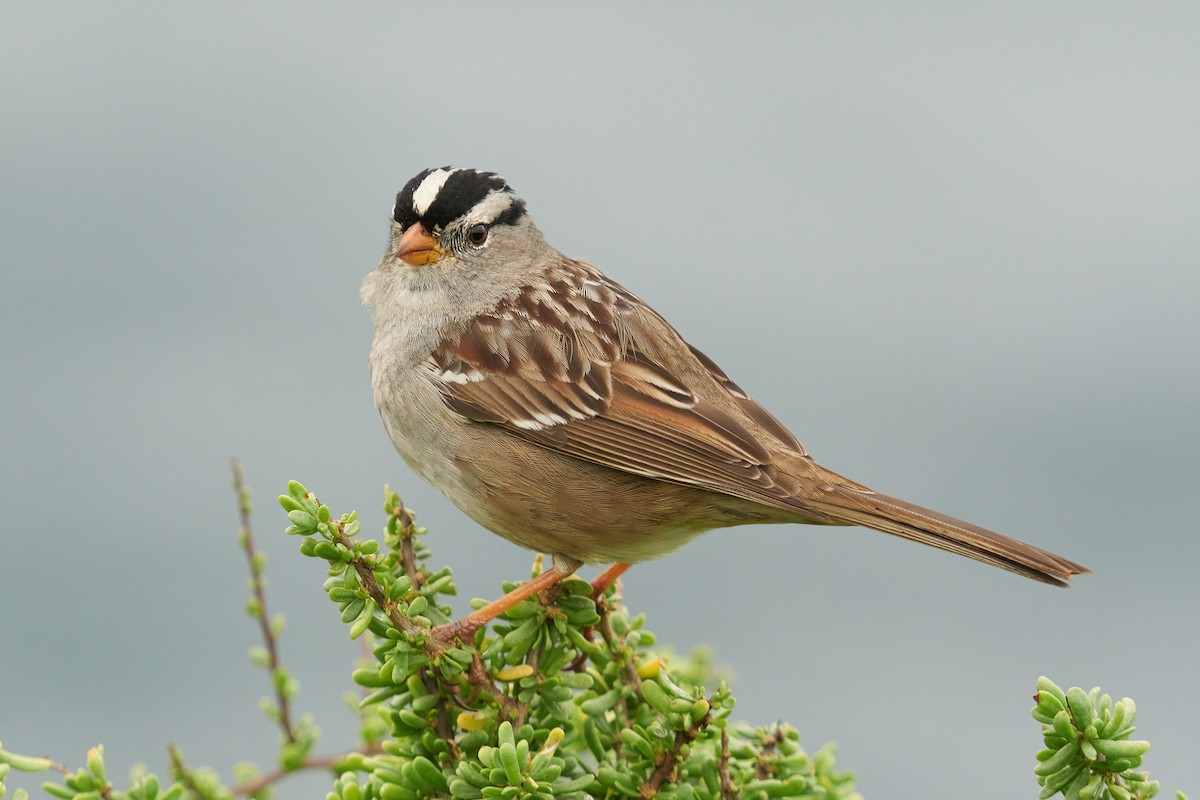 White-crowned Sparrow - Grigory Heaton