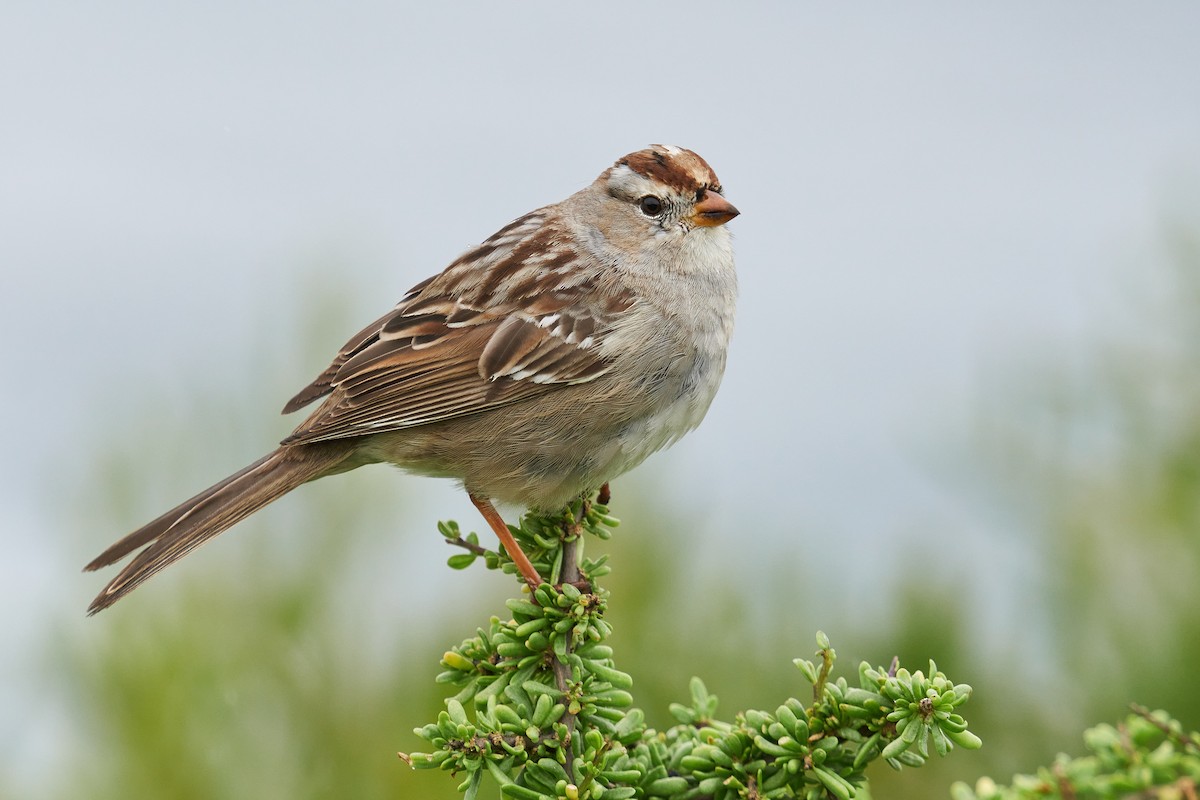 White-crowned Sparrow - ML615659477