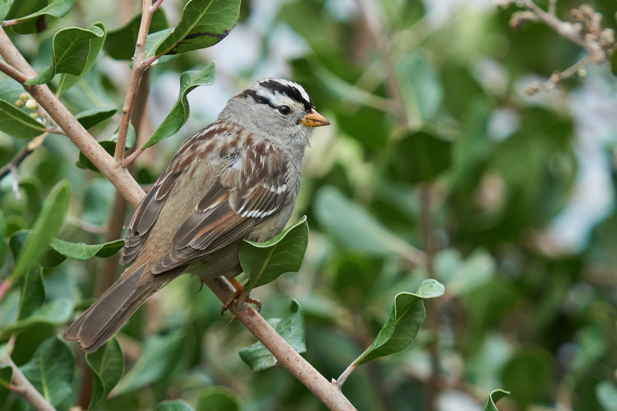 White-crowned Sparrow - Grigory Heaton