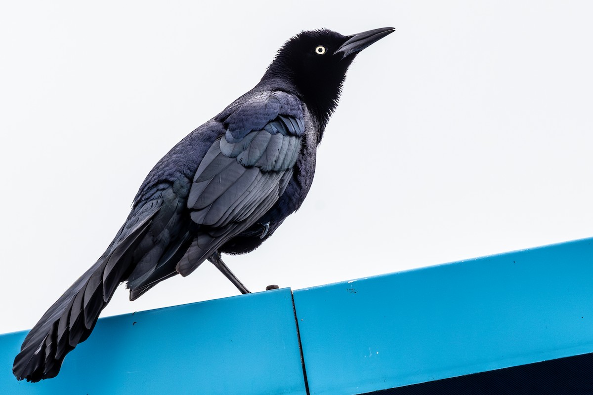 Great-tailed Grackle - ML615659869