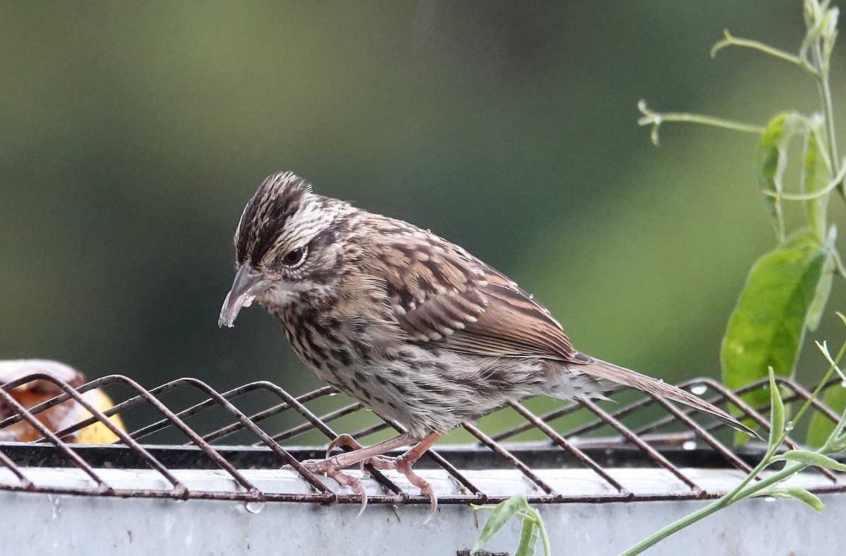 Rufous-collared Sparrow (Rufous-collared) - ML615660008