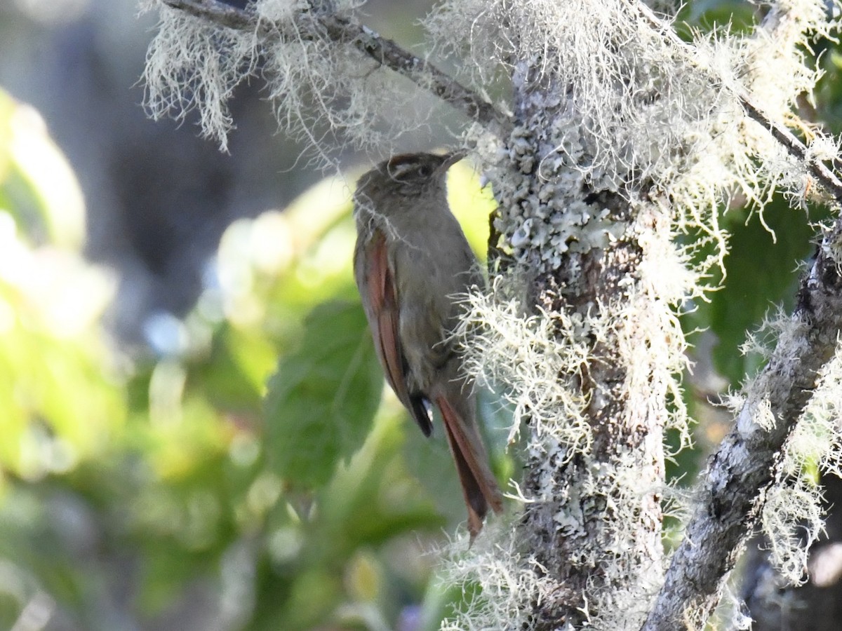 Streak-capped Spinetail - Zachary Peterson