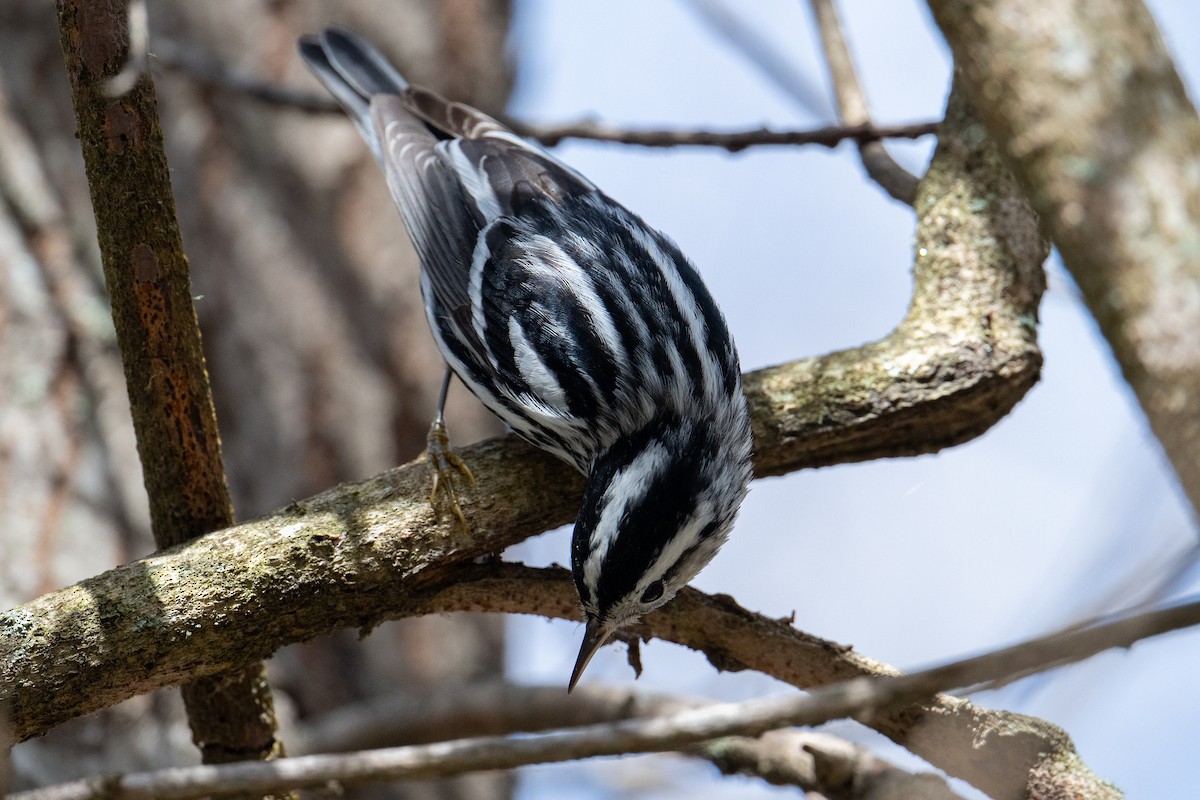 Black-and-white Warbler - ML615660027