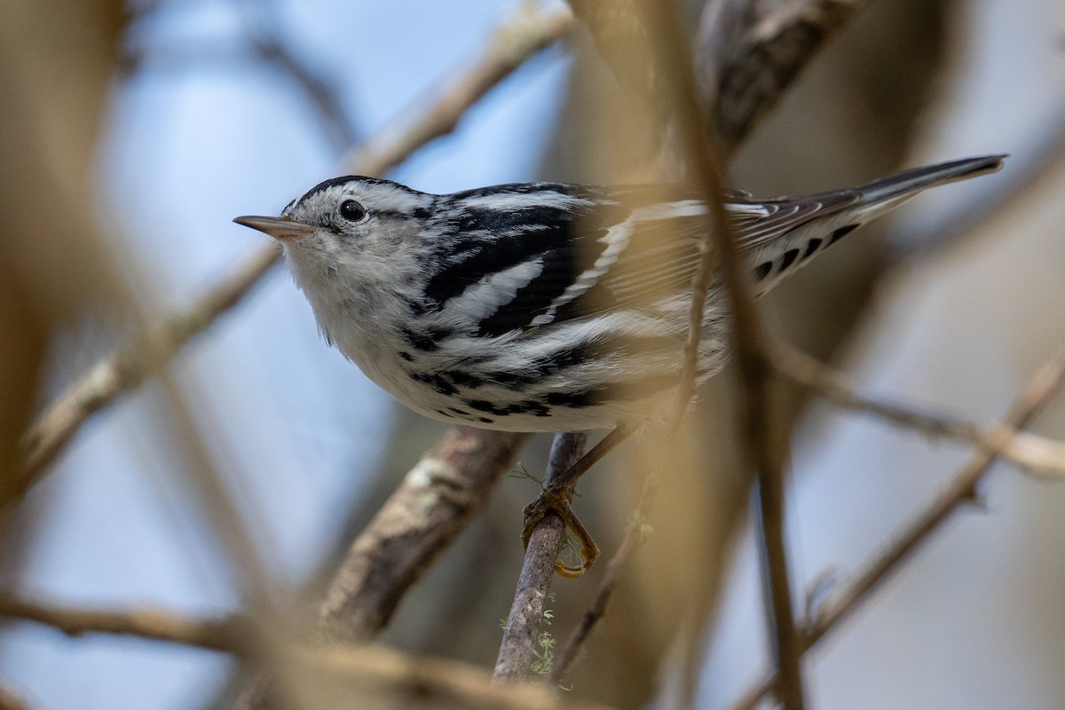 Black-and-white Warbler - ML615660029