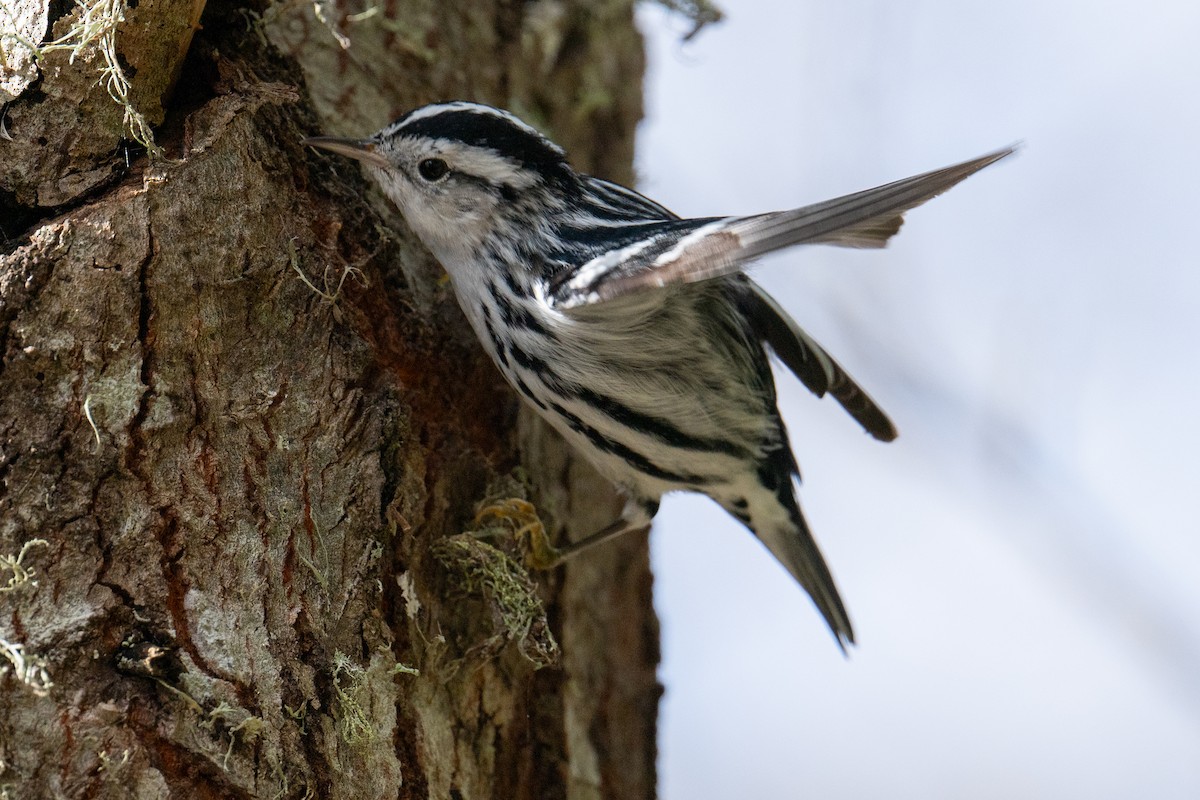 Black-and-white Warbler - ML615660045