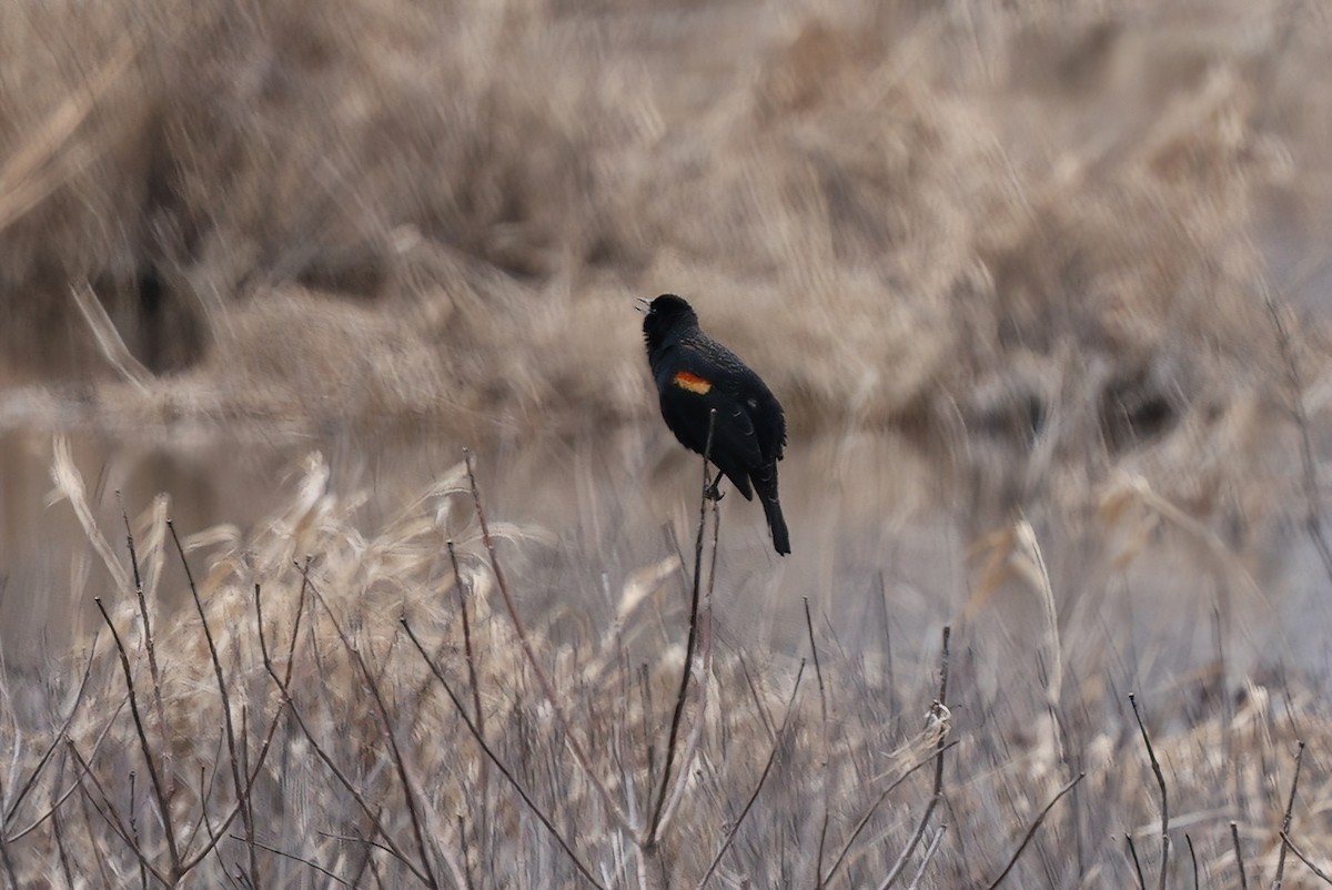 Red-winged Blackbird - ML615660160