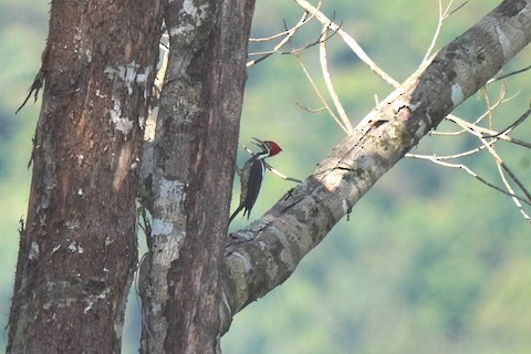Lineated Woodpecker - ML615660168