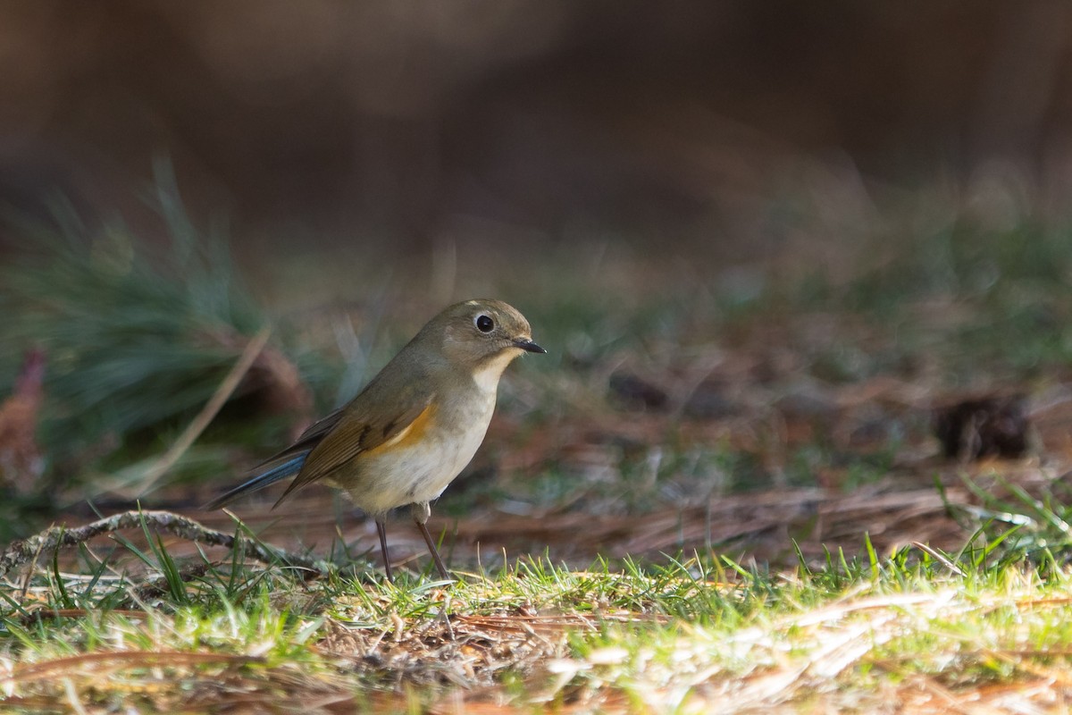 Red-flanked Bluetail - ML615660276