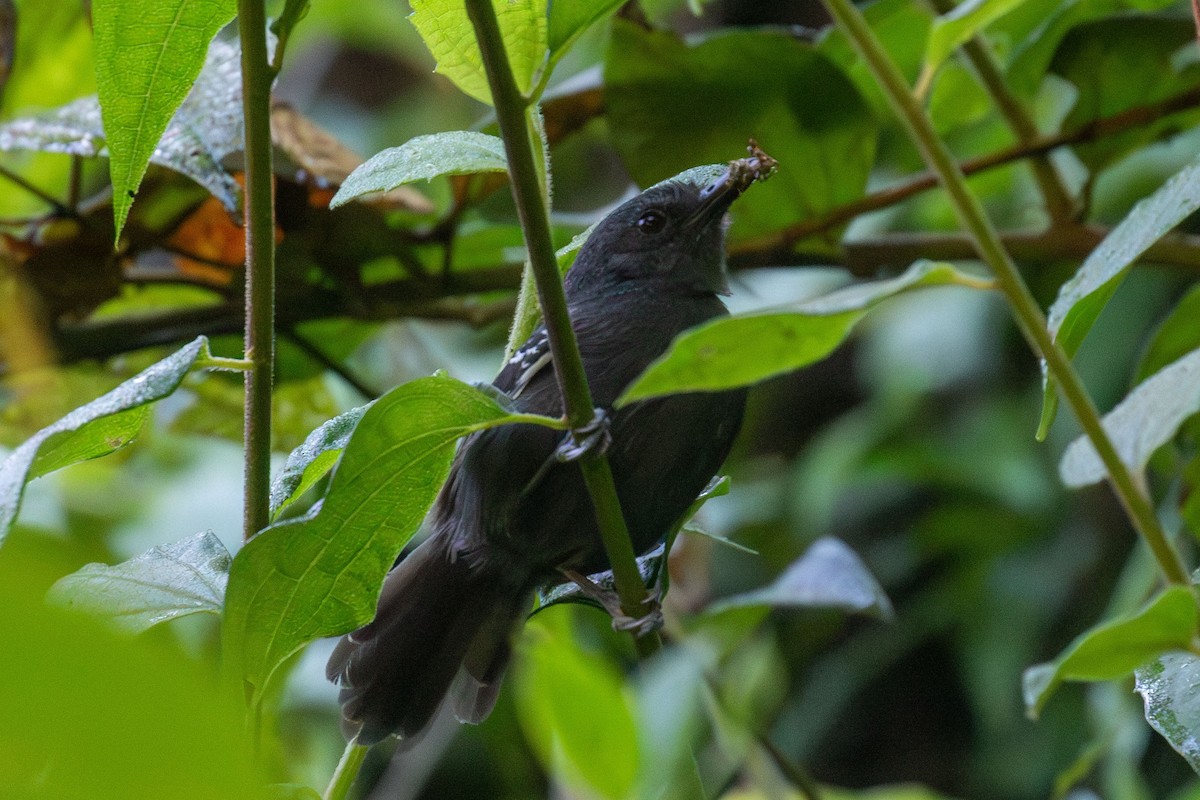 Blackish Antbird - Celesta von Chamier