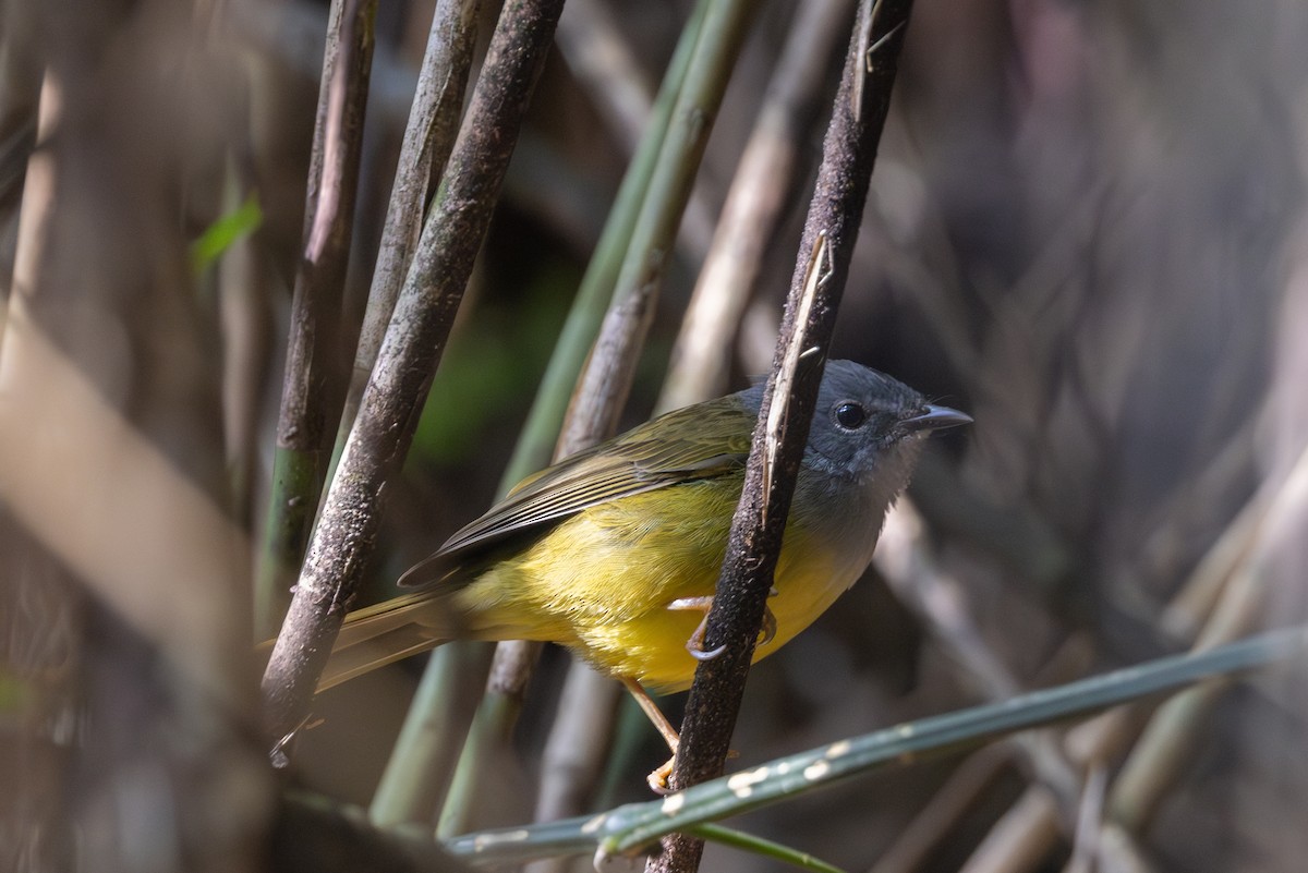 Gray-throated Warbler - ML615660650