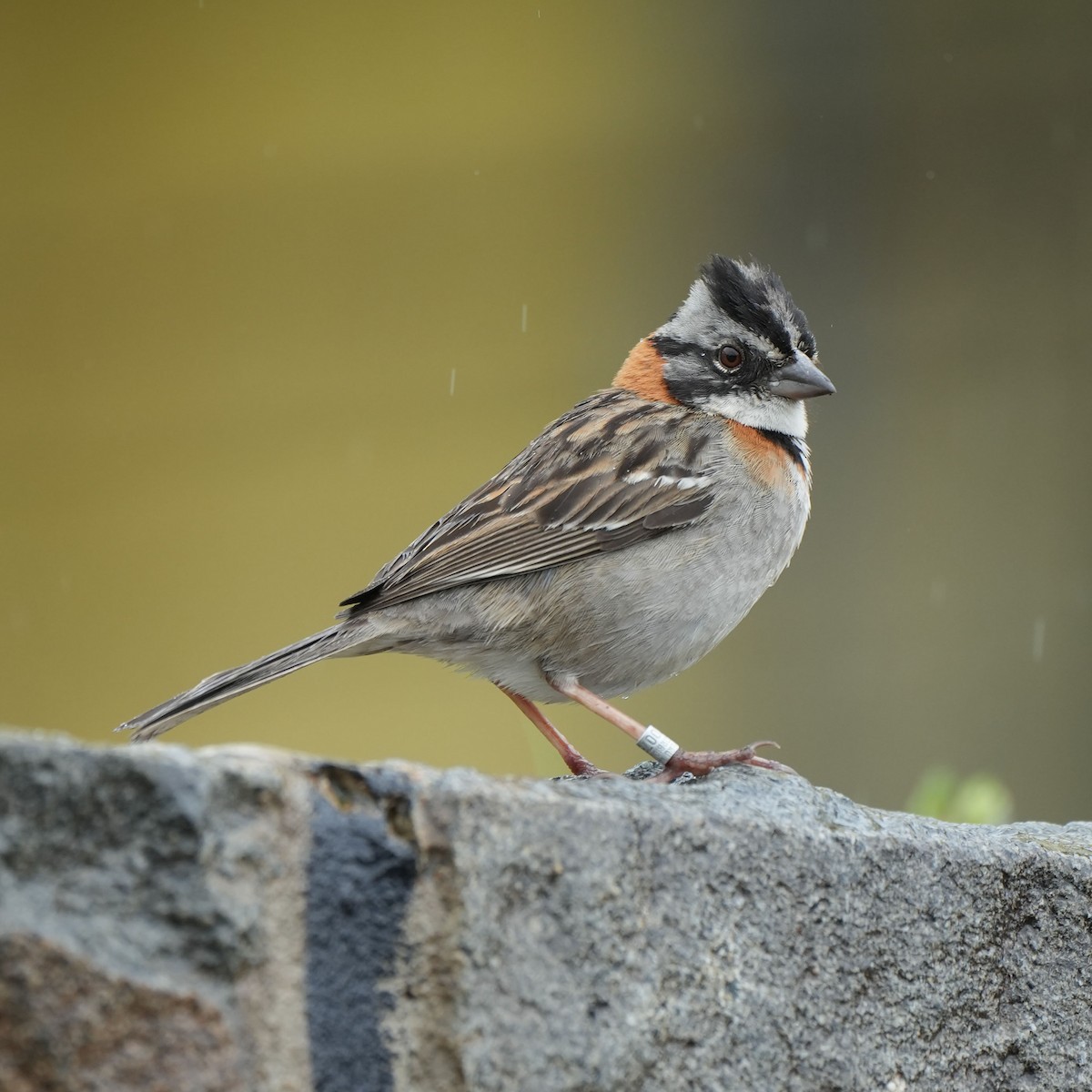 Rufous-collared Sparrow - ML615660653
