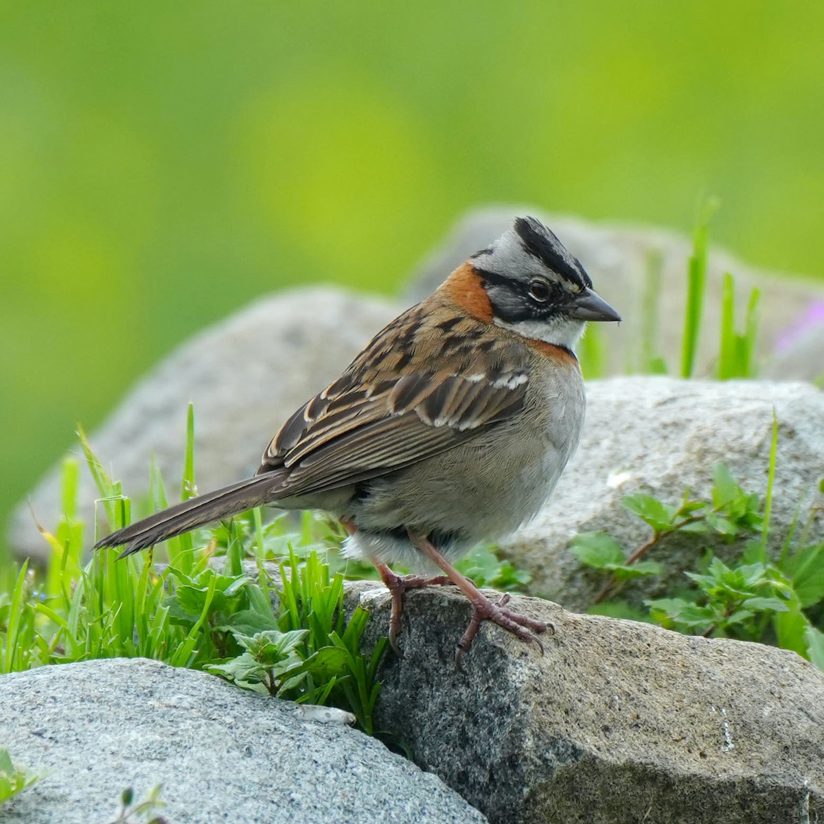 Rufous-collared Sparrow - ML615660654