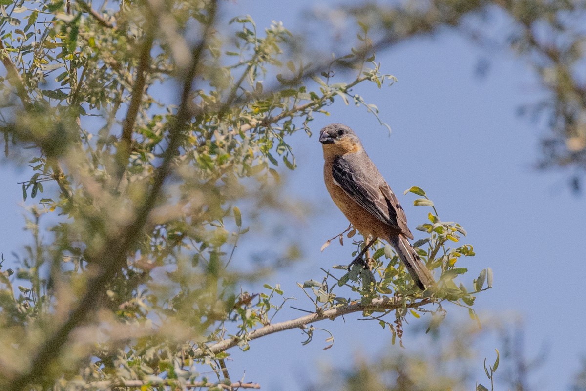 Tawny-bellied Seedeater - ML615660700