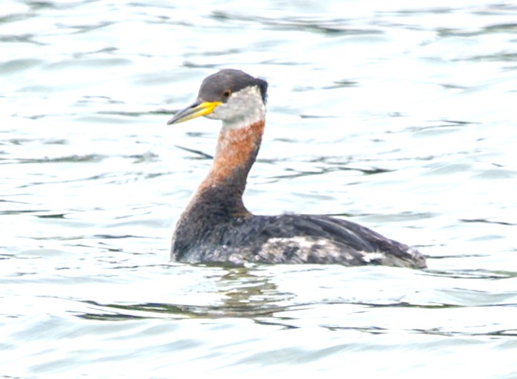 Red-necked Grebe - ML615660820