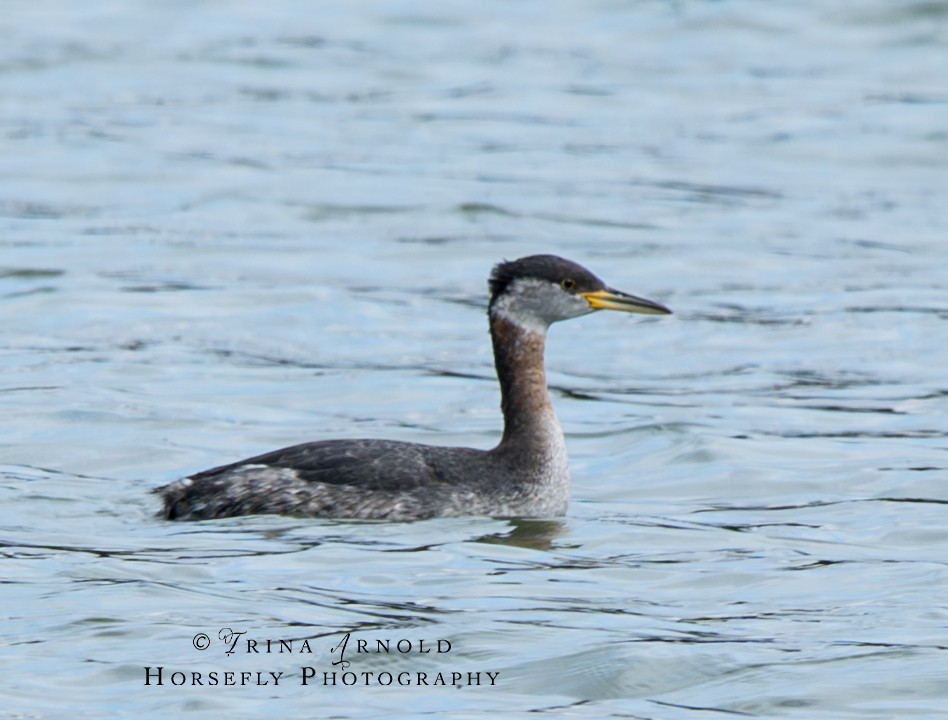 Red-necked Grebe - ML615660821