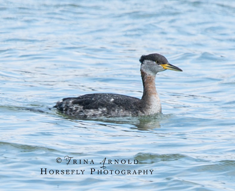 Red-necked Grebe - ML615660822