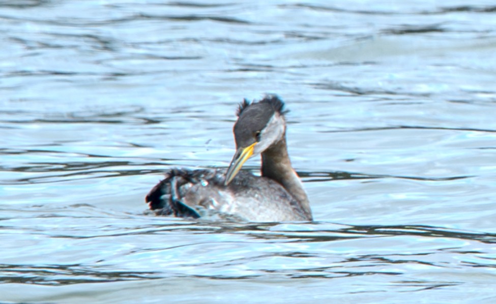 Red-necked Grebe - ML615660823