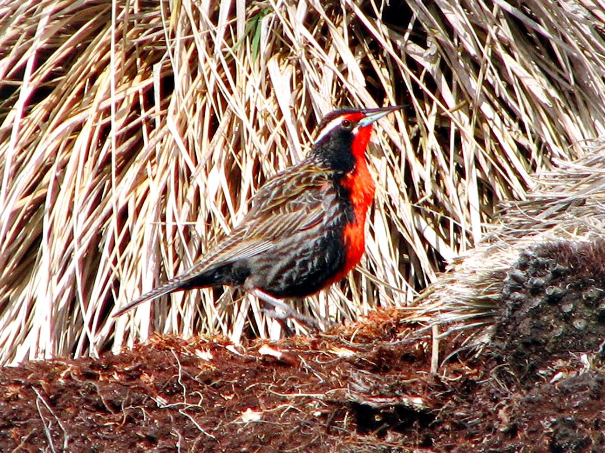 Long-tailed Meadowlark - Russell Scott
