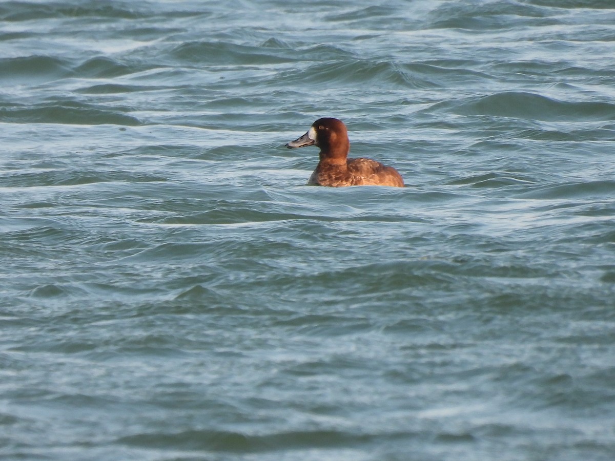 Greater Scaup - ML615660956